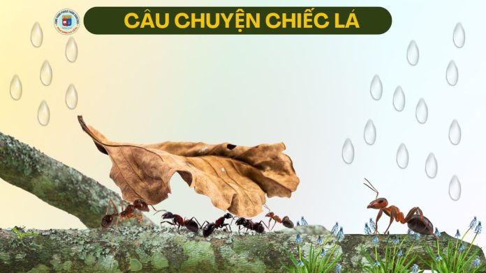 CAU CHUYEN CHIEC LA