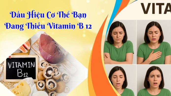 DAU HIEU CO THE BAN DANG THIEU VITAMIN B12