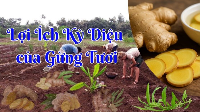 LOI ICH KY DIEU CUA GUNG TUOI