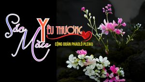 Thumnail T4.2026 CĐ Phaolo Pleiku